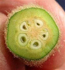  Fruit (Young) T.S.